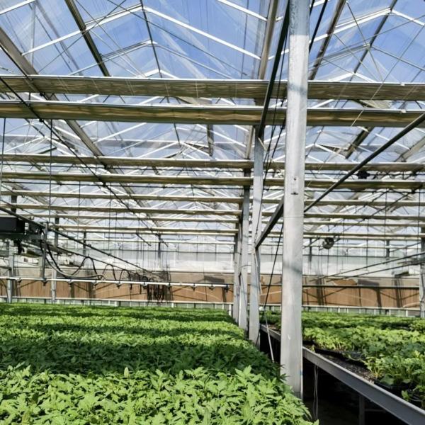 Drip Irrigation Glass Greenhouse for Flowers
