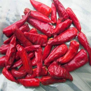Dried Bullet Shaped Red Chili Hat With Intense Flavor