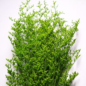 Beautiful Preserving Eucalyptus Foliage Dry Desmodium For Craft