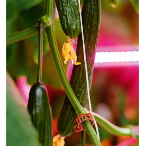 Tomatoes Cucumber 50W 80W 100W LED Interlighting Waterproof High Value Indoors