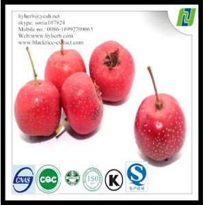 China Hawthorn leaf P.E 2% Hyperosides (HPLC) on sale