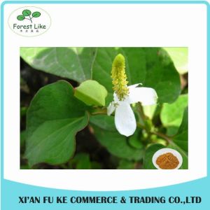 Natural Houttuynia Cordata Extract Powder 10 : 1