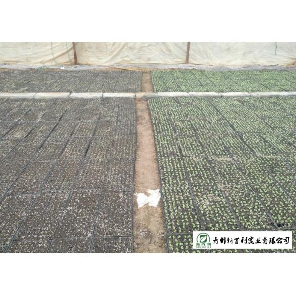 Healthy Chinese Flat Cabbage , Early Round Dutch Cabbage Natural Green