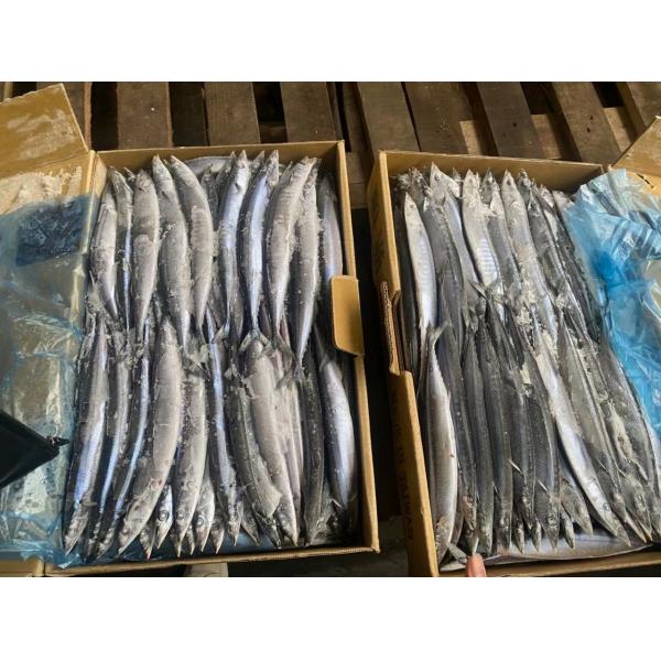 Buy IFS High Protein #3 BQF Frozen Pacific Saury Fish at wholesale prices