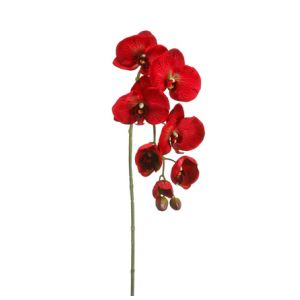 Quality Phalaenopsis Orchid Spray in Red for sale