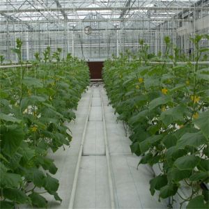 Hydroponics Tomato Cucumber Flower Film Arch Automatic Multispan Glass