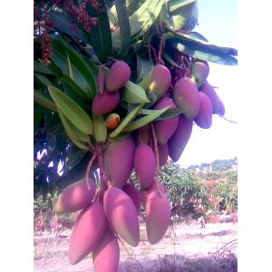 For beverage mango juice powder factory price/pure african mango powder sample