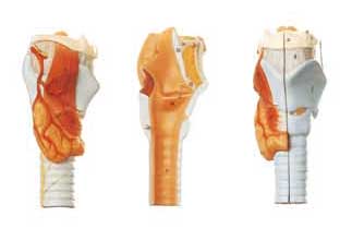 Life size sectioned larynx Human anatomy Model for colleague training