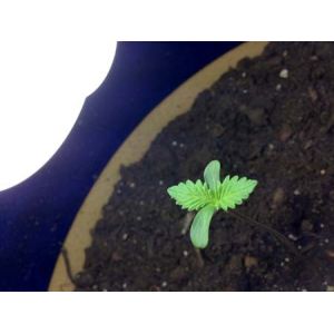 400W UV LED Grow Light In Greenhouse 3.1umol/J