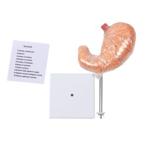 Anatomy Human Organs Gastric Diseased Dissection Stomach Teaching Model