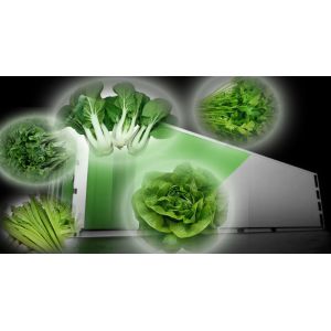 Leafy Vegetable Shipping Container Garden with Shaped Roof and Customization