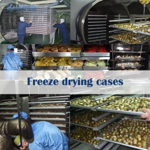 Food Fruits Vegetables Industrial Drying Machine Large Freeze Dryer Machine