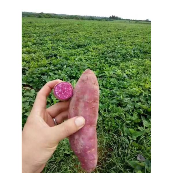 Buy IQF Frozen Purple Sweet Potato, random cut at wholesale prices