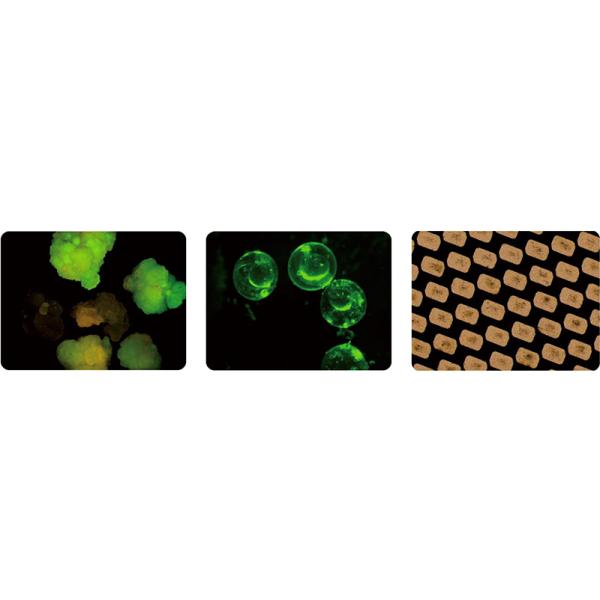 OPTO-EDU A26.4820 Motorized Fluorescent Zoom Stereo Microscope 0.63~6.3x 1/10