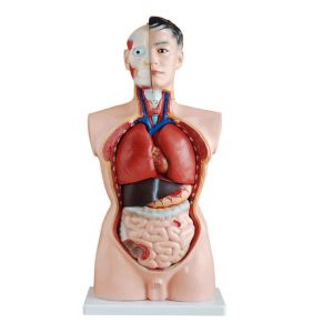 China PVC Medical Training 85cm Human Anatomy Model With 21 Parts on sale