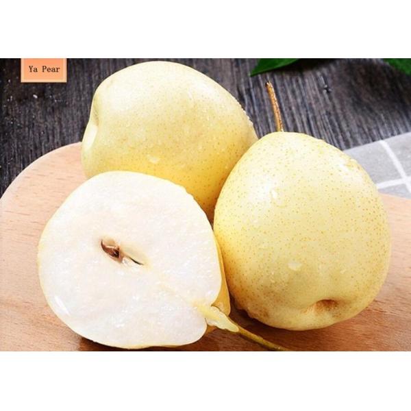 Buy Fresh 200-300g Chinese Ya Pears Sweet Honey Like Flavor at wholesale prices