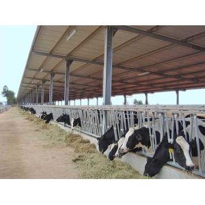 Prefabricated Steel Structure Dairy Cow Shed , Modern Metal Agricultural Sheds