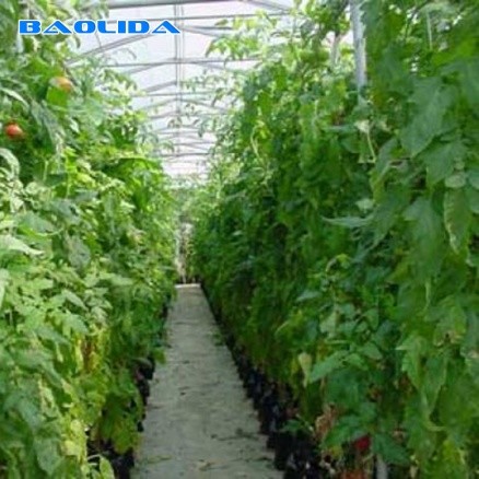 Buy Ventilation Tempered Glass Hot Galvanized Insulated Venlo Type Greenhouse at wholesale prices