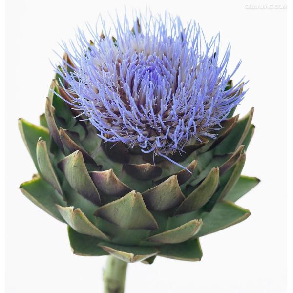 Plant medicine extracts cynara scolymus extract/artichoke leaf extract