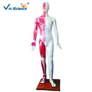 China 178CM Acupuncture Human Body Model on sale