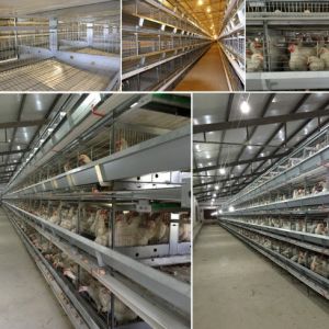 Quick Assembly Lightweight Steel Frame Chicken House Weather Resistant