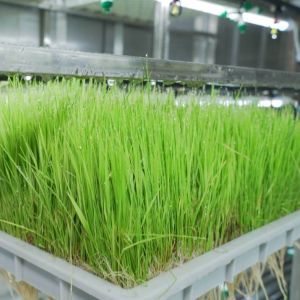 Vertical Farming Container Greenhouse In Shipping Container Design