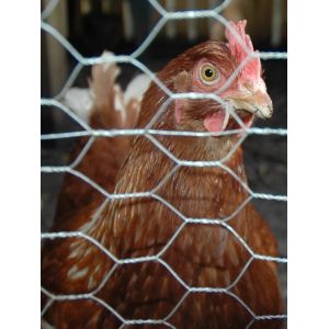 Hot Dipped Galvanized After Weaving Chicken Wire
