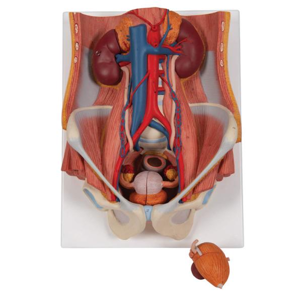 Buy Advanced PVC Simulation 15cm Human Urinary System Model For Medical Dispaly at wholesale prices