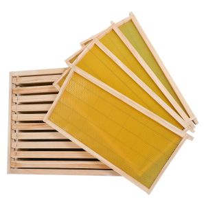 Quality 20mm Thickness Plastic Frame Complete Bee Hive Kit With Foundation for sale