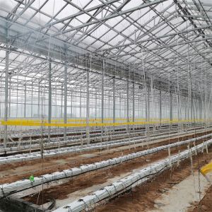 Quality Agriculture Multi Span Automatic Venlo Glass Greenhouse For Vegetables Growing for sale