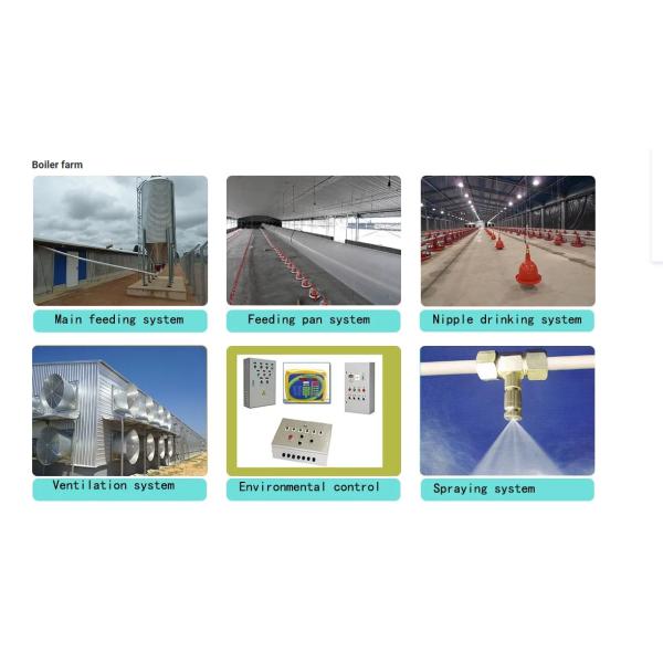 Automatic Steel Structure Poultry Farm Shed Design Modern Chicken House