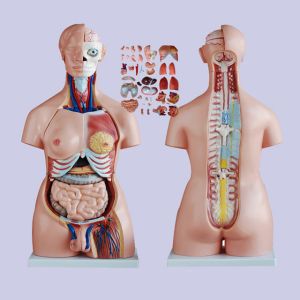 85cm Medical Anatomy Unisex Human Torso Model With 40 Parts For Medical