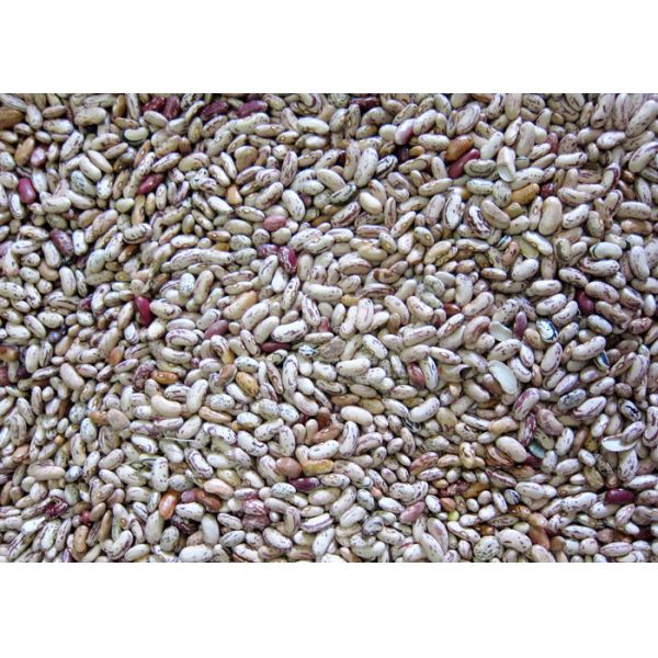 Intelligent RGB Kidney Bean Color Sorter 5 Channels Agriculture Equipment