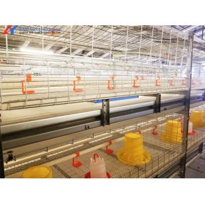 Hot Dip Galvanized Steel Chicken Layer Cages With Automatic Equipment
