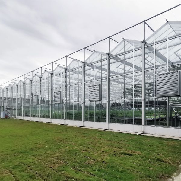 Multi-Span Greenhouse Duble Plate Glass Galvanized Greenhouse Structure Glass