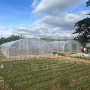 Rust-Resistant Steel Frame Tunnel Greenhouse For Year-Round Farming
