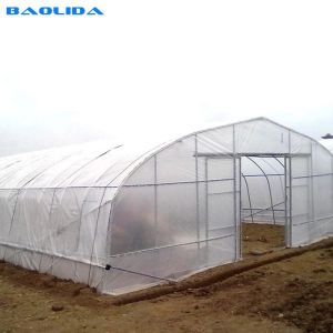 Gothic High Tunnel Vegetable Film Hydroponics Single-Span Greenhouse Constructio
