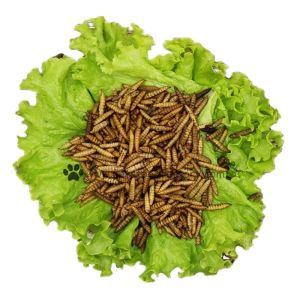 Quality Yellow Black Soldier Fly Powder High Fat High Protein for sale