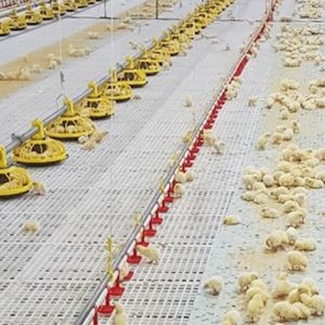 Linear Feeder Poultry Automatic Pan Feeding System