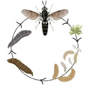 Quality Widely Available Black Soldier Fly Meal s Sustainable Choice for sale