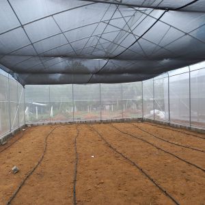 Urban Farming Sawtooth Agricultural Greenhouse Plastic Agri Greenhouse Single