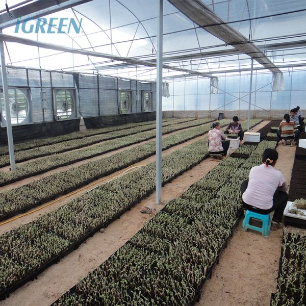 Film Type High Tunnel Greenhouse Customizable For Flowers Farming Demands