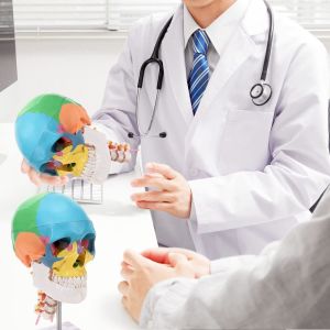 Parietal Mandible Anatomical Skeleton Model Human Skull Model Medical Demonstrat