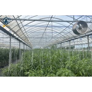Multi Span Greenhouse For Growing Tomatoes And Vegetables With Film Covering