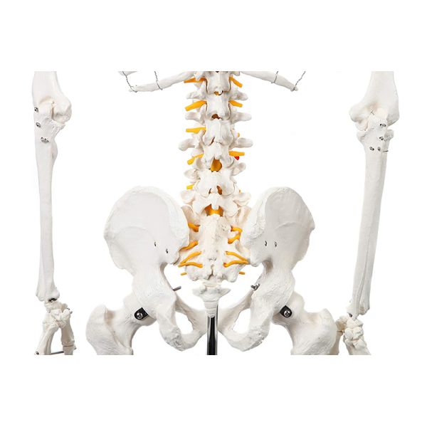 5' 6" Life Size Human Skeleton Anatomy Model For Medical Skeleton Education