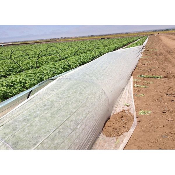 Buy Agricultural PP Nonwoven Fabric Anti Stretching Anti Aging Customized at wholesale prices