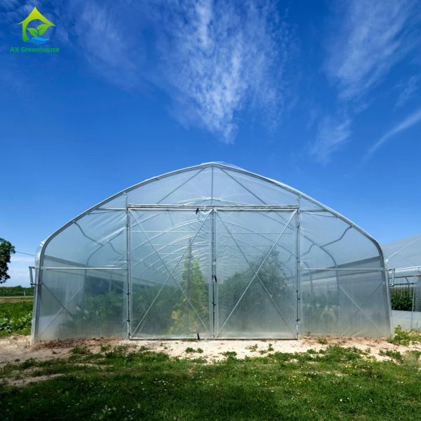 Buy Pipe Framed Poly Tunnel Greenhouse Strong Wind Resistance at wholesale prices