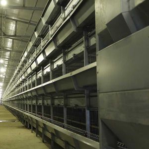 High Daylight / Ventilation Baby Chick Cage Water Adjusted Eco Friendly