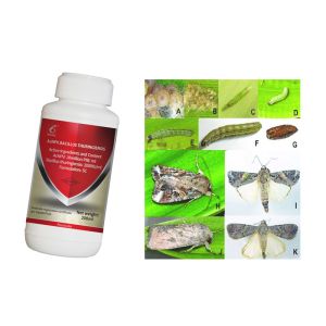 Effective Fall Armywrom Control Active Pests fall armyworm spodoptera frugiperda