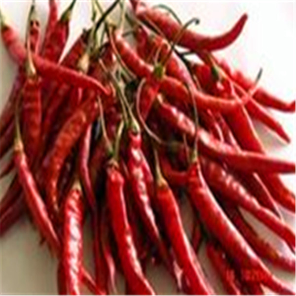 Buy Chefs Delight Spicy Dried Birds Eye Chilli at wholesale prices